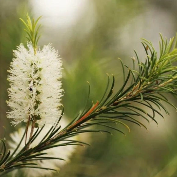 Gothic Embrace Essential Oil Blends - Picture 7 of 12